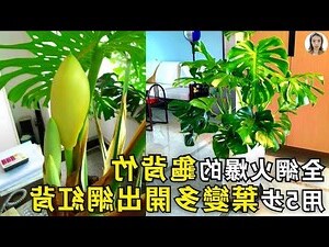 龜背竹 貓